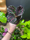 4in- Calathea Dottie