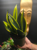 Sanseveria Golden Flame