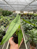 Alocasia 'Dragons Breath': 4" Pot