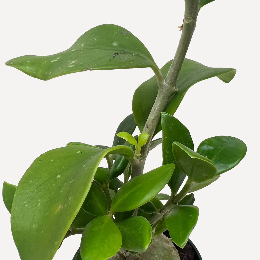 Ant Plant - 4" Pot