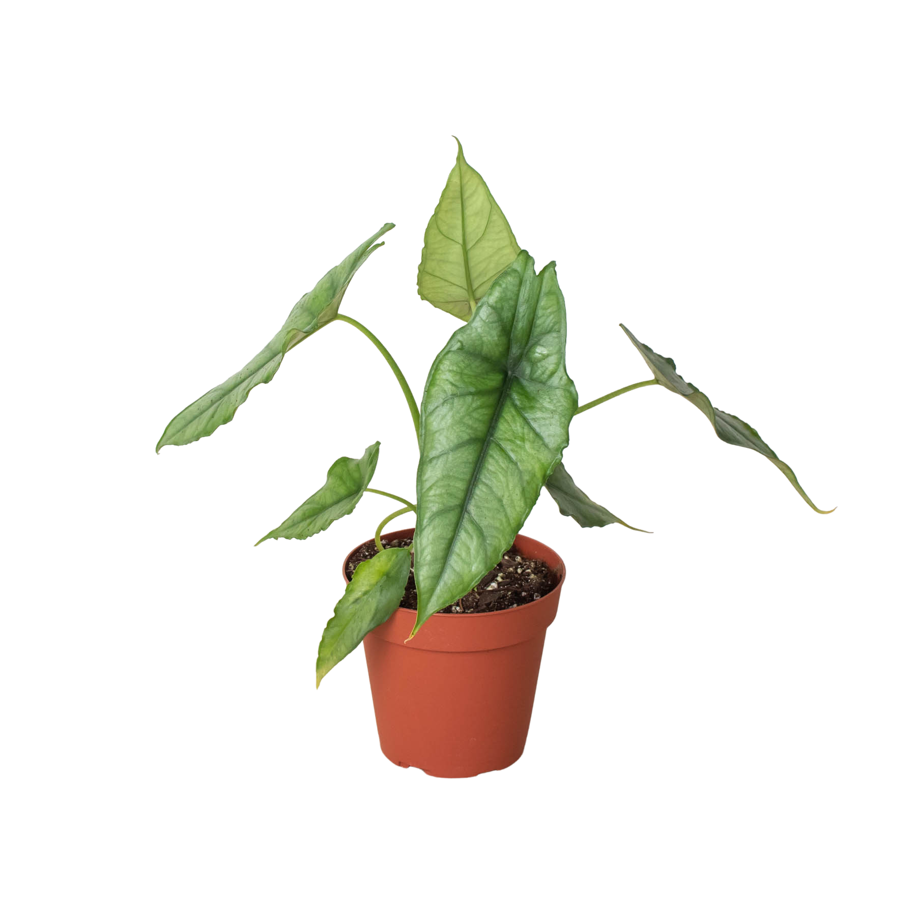 Alocasia 'Dragons Breath': 4" Pot