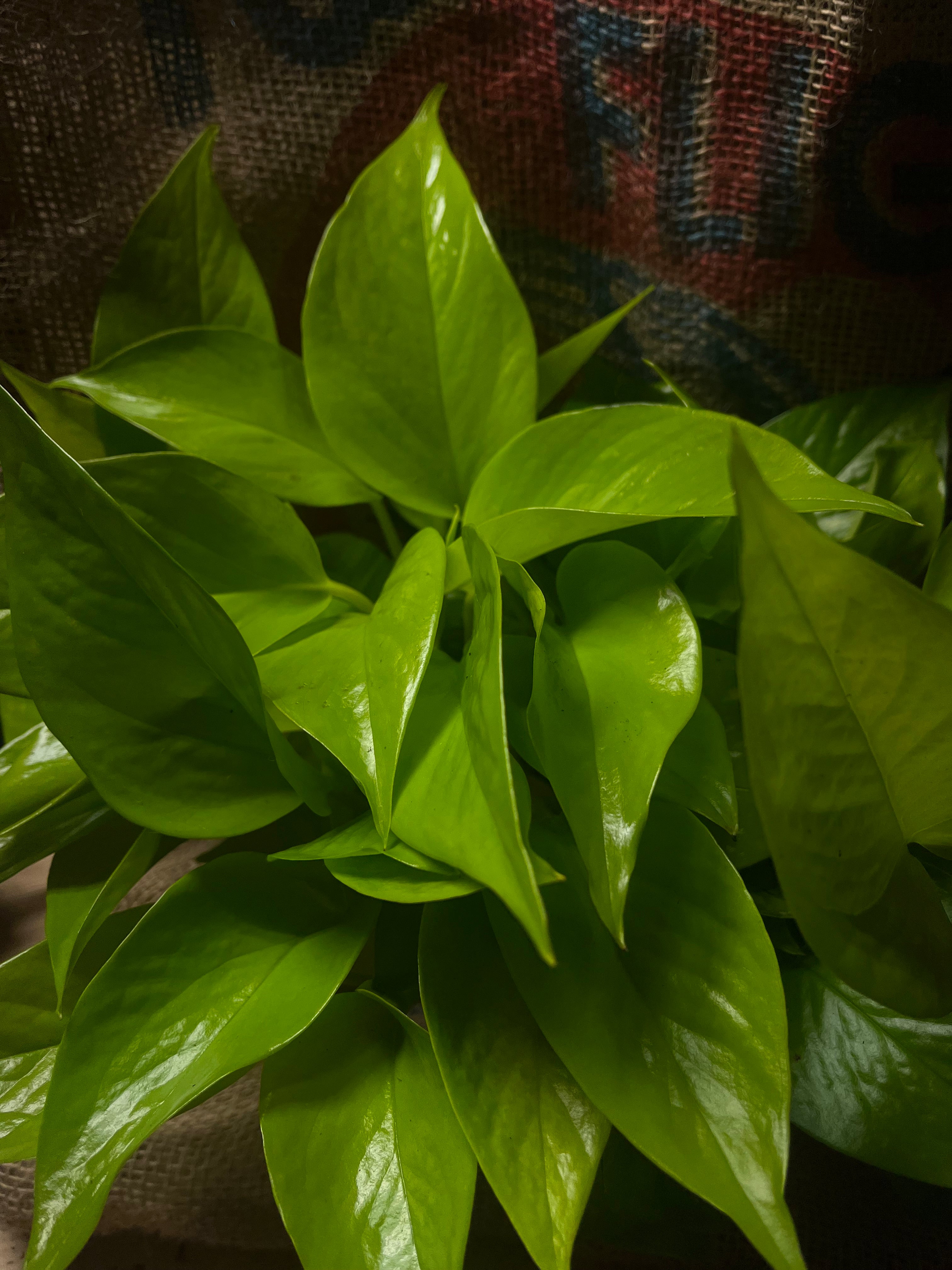 Neon Pothos