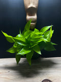 Neon Pothos