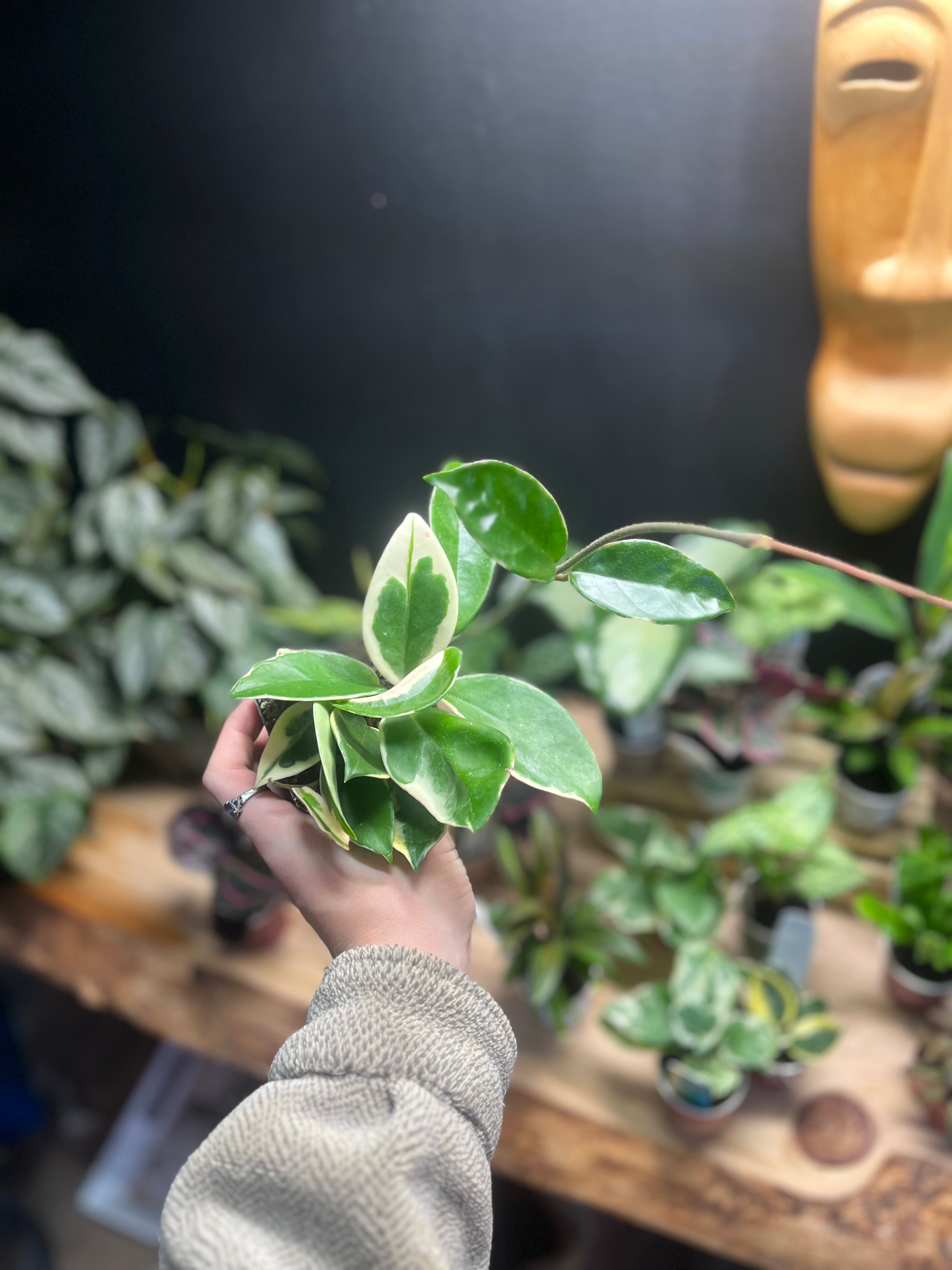 Hoya Krimson Princess