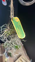 Air Plant