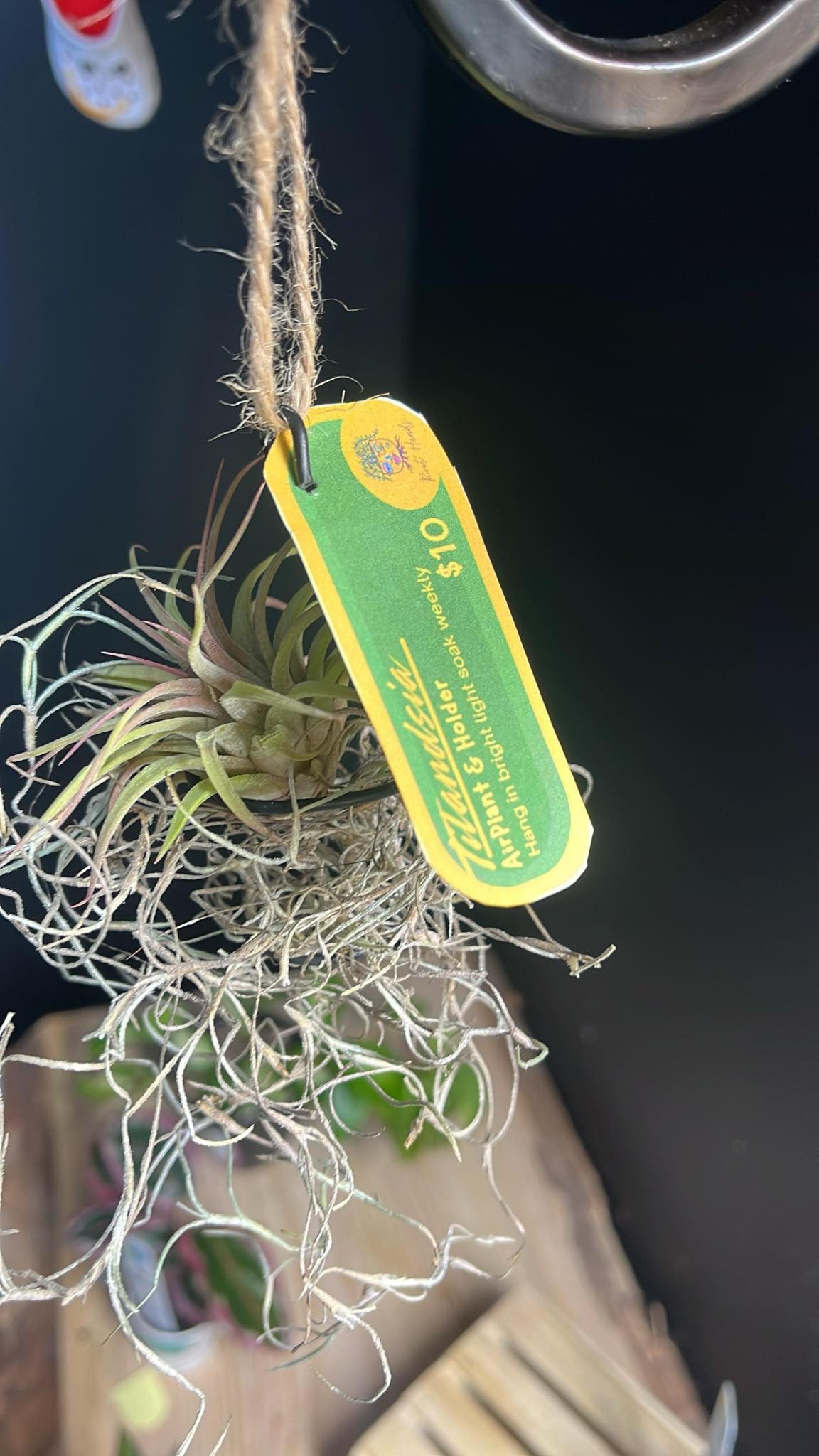 Air Plant