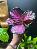 4in-Calathea Rosy