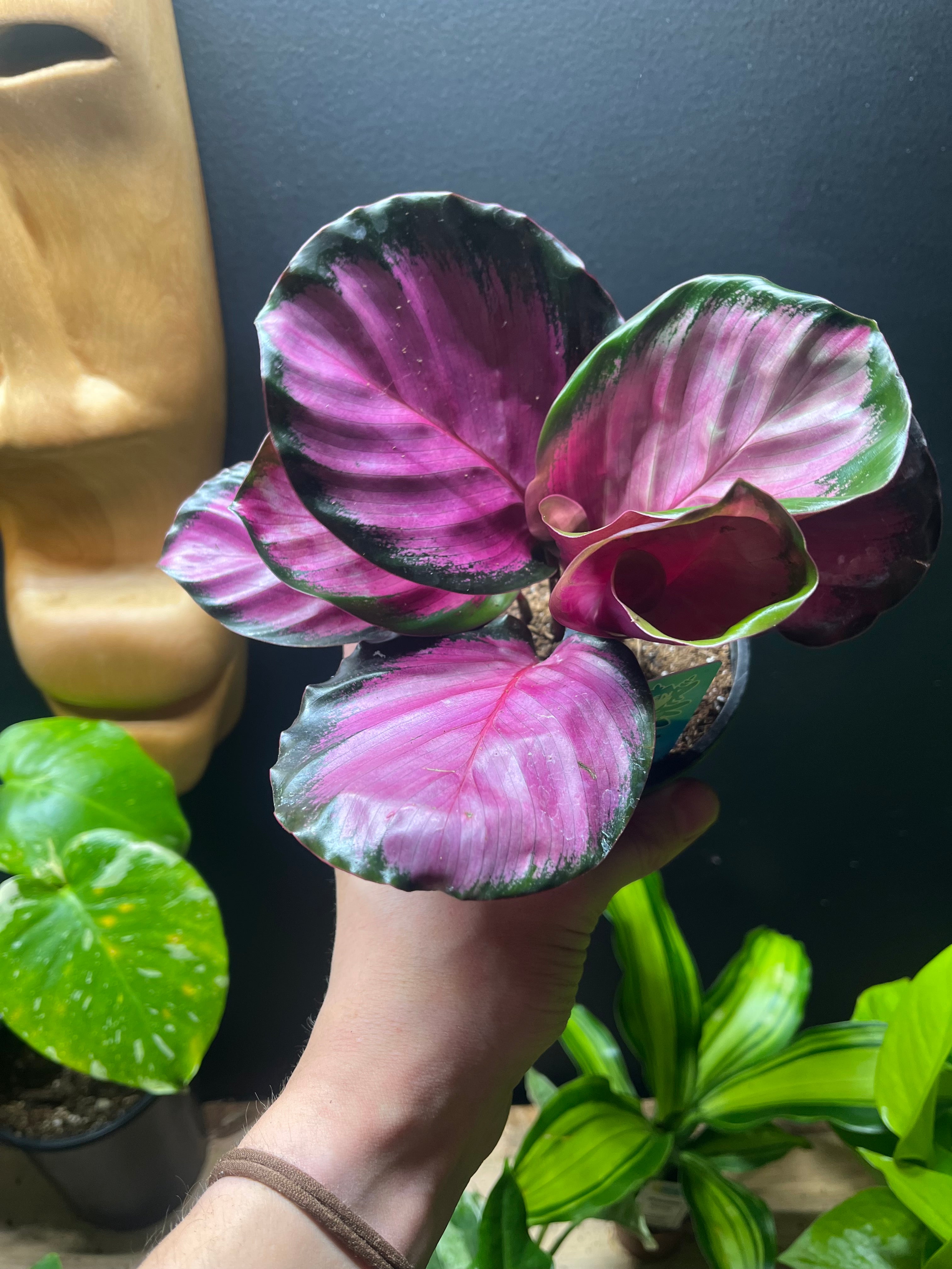 4in-Calathea Rosy