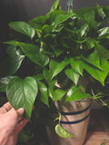 Jade Pothos