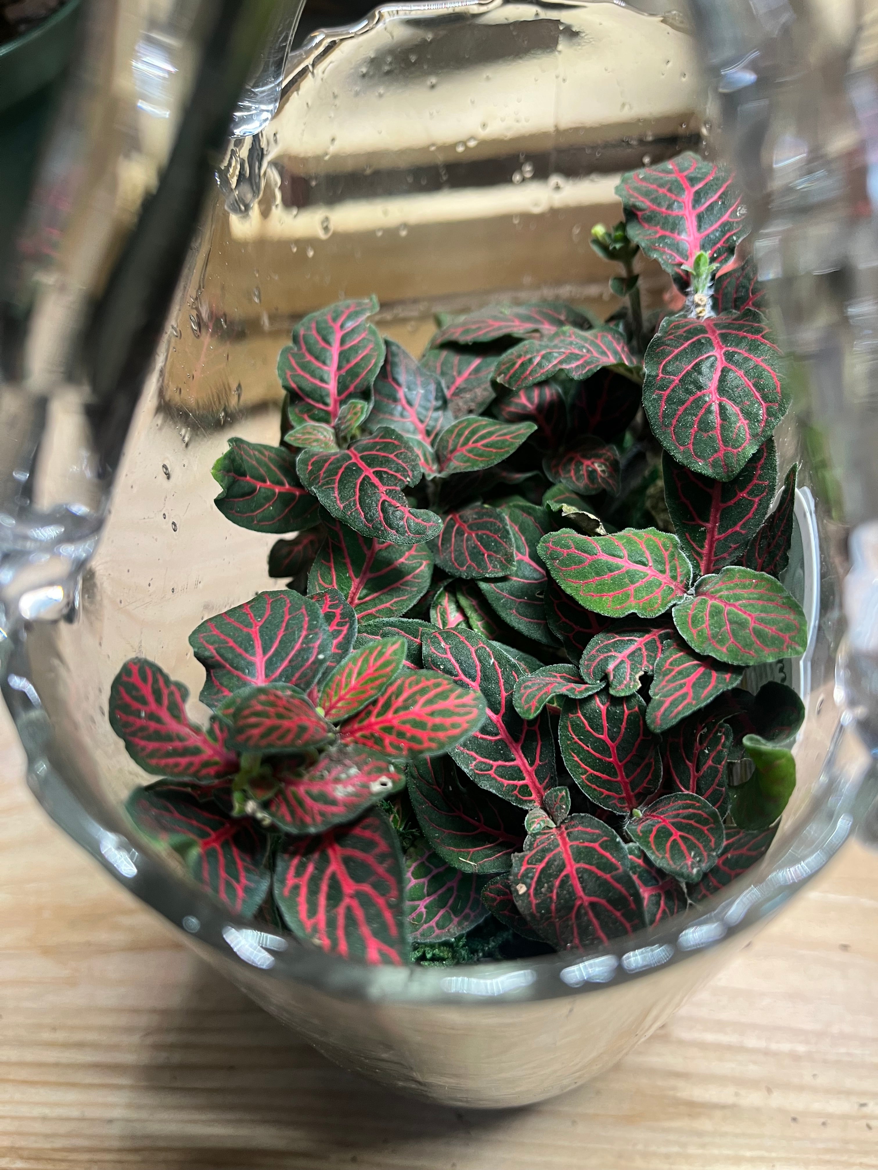 Glass Purse terrarium