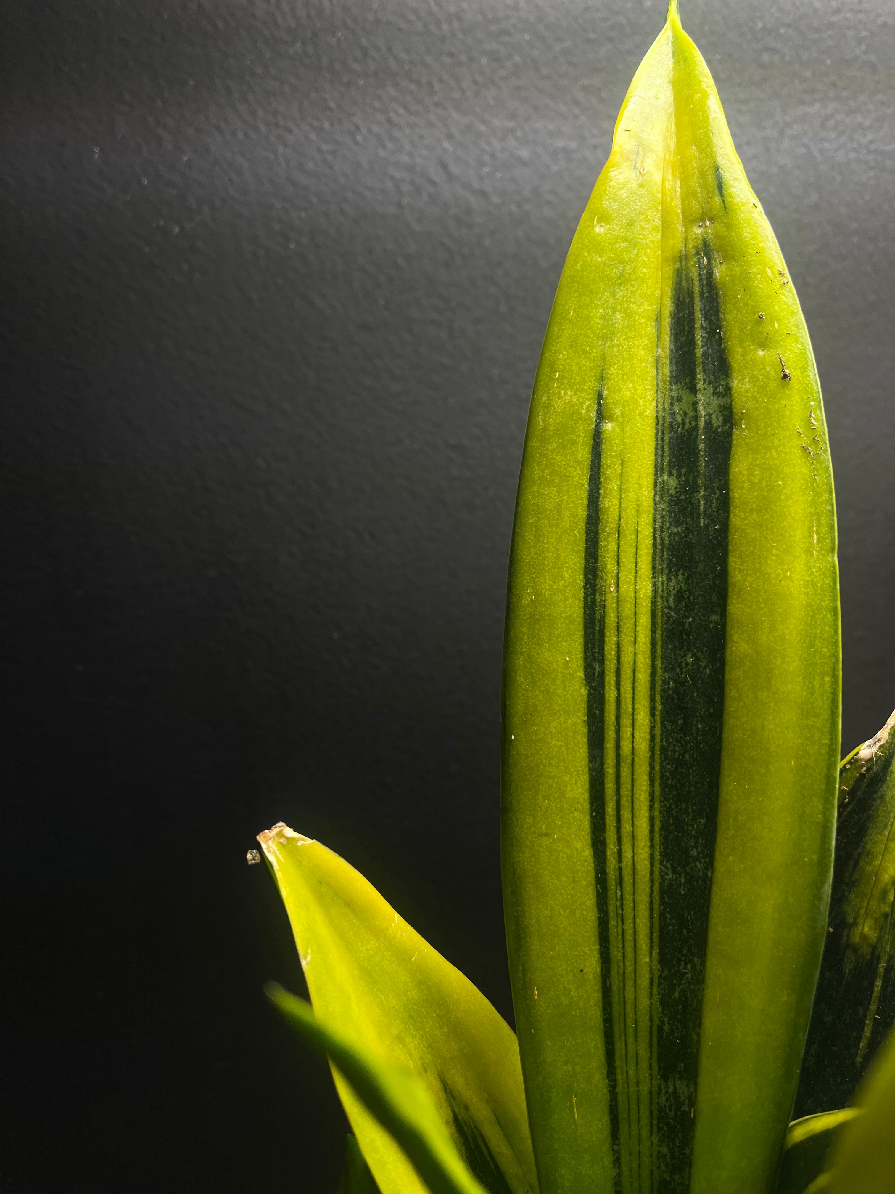 Sanseveria Golden Flame