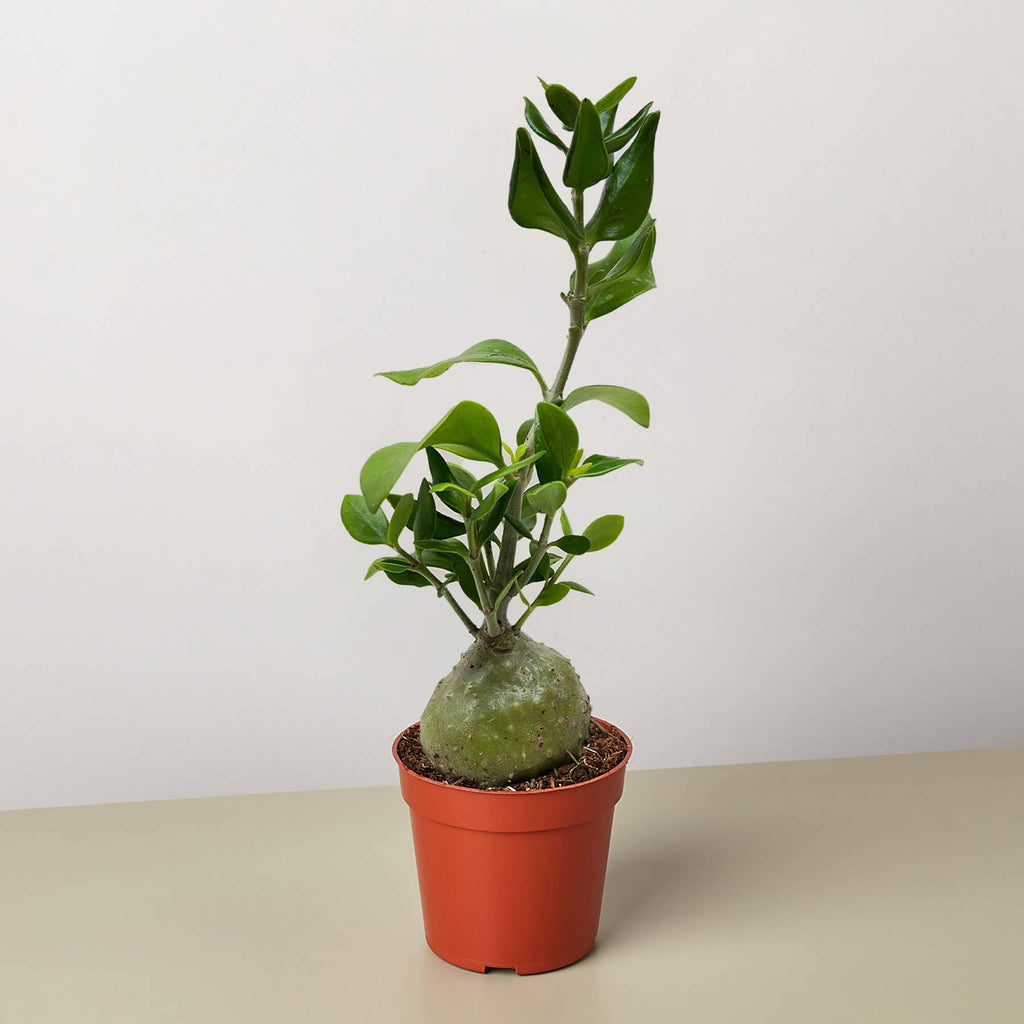 Ant Plant - 4" Pot