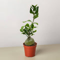Ant Plant - 4" Pot