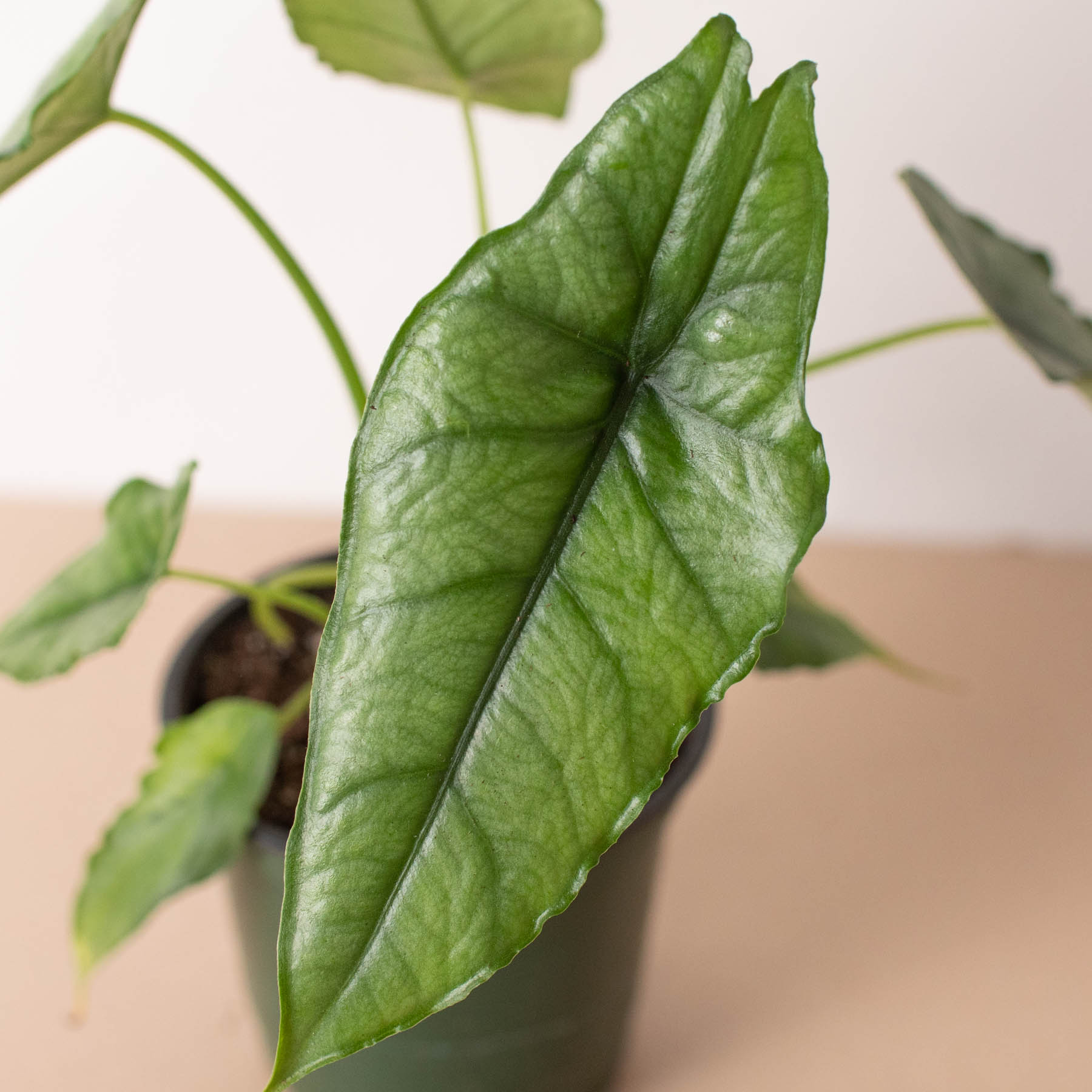 Alocasia 'Dragons Breath': 4" Pot