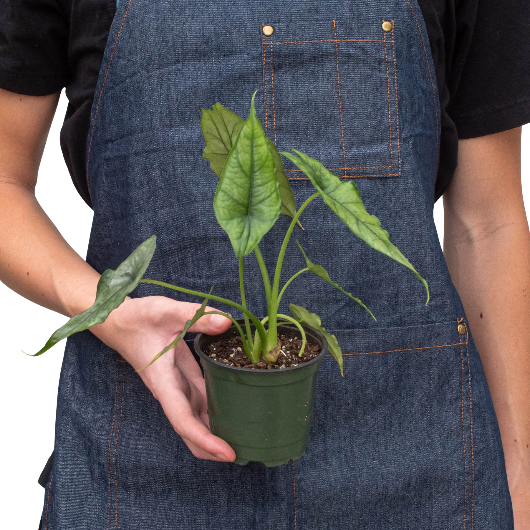 Alocasia 'Dragons Breath': 4" Pot